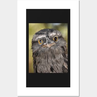 Tawny Frogmouth Portrait Posters and Art